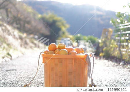 Mandarin orange hunt Mandarin orange hunt 133990351