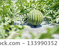 西瓜 133990352