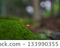 小蘑菇 133990355