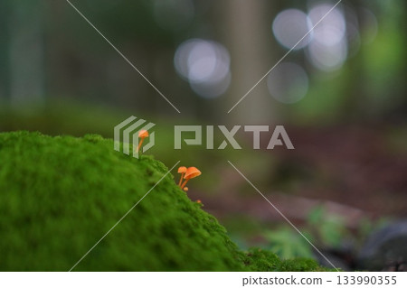 Small mushrooms 133990355