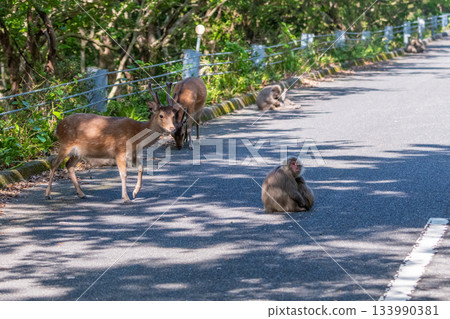 Yakushima World Heritage Site (Spring) - Yakushima deer and macaques relaxing Yakushima World Heritage Site (Spring) - Yakushima deer and macaques relaxing 133990381