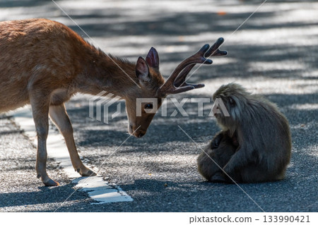 Yakushima World Heritage Site: Yakushima Deer Threaten Yakuza Macaques (Spring) 133990421