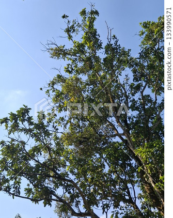 Lush Green Tree Branches Against a Clear Blue Sky, Nature/Forest Stock Image Lush Green Tree Branches Against a Clear Blue Sky, Nature/Forest Stock Image 133990571