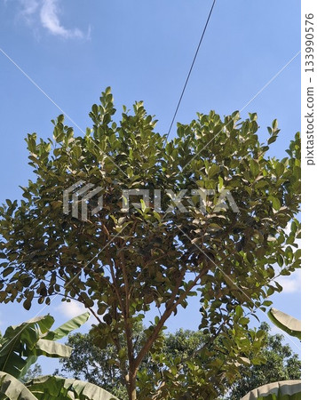 Lush Green Tree With Dense Foliage Under Clear Blue Sky And Power Line, Stock Image Lush Green Tree With Dense Foliage Under Clear Blue Sky And Power Line, Stock Image 133990576