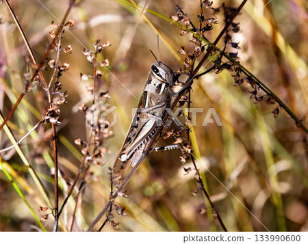一隻蚱蜢，也就是日本蚱蜢，棲息在枯枝上度過冬天。 133990600