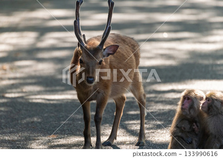 Yakushima World Heritage Site (Spring) 133990616