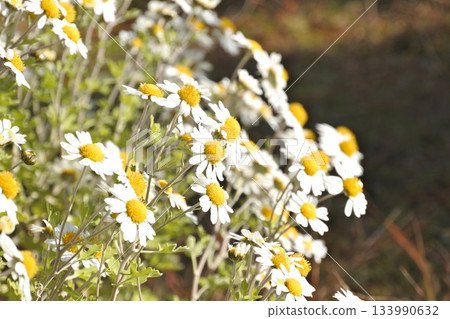 Nojidaisy① Nojidaisy① 133990632