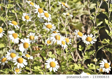 Nojidaisy② 133990633