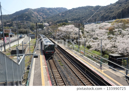 大阪府阪南市山中谷站的櫻花景色 大阪府阪南市山中谷站的櫻花景色 133990725