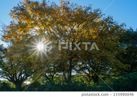 Shining sunlight filtering through the trees Shining sunlight filtering through the trees 133990846