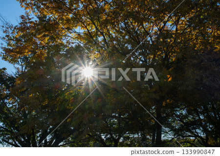 Shining autumn leaves Shining autumn leaves 133990847
