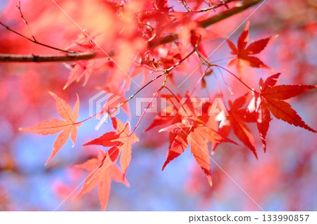 Bright autumn leaves 133990857