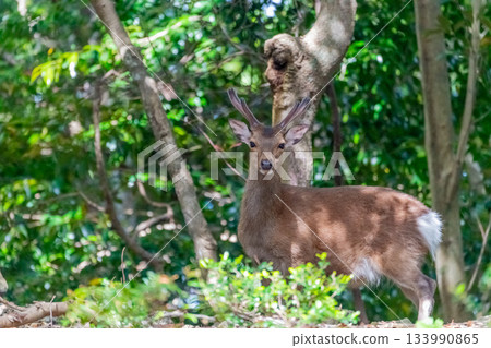 Male Yakushima deer, alert, World Natural Heritage Site (Spring) 133990865
