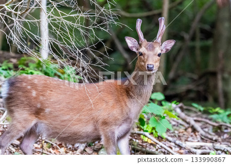 Male Yakushima deer, alert, World Natural Heritage Site (Spring) Male Yakushima deer, alert, World Natural Heritage Site (Spring) 133990867