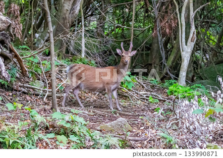 雄性屋久島鹿,警覺,世界自然遺產(春季) 雄性屋久島鹿,警覺,世界自然遺產(春季) 133990871