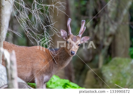 雄性屋久島鹿,警覺,世界自然遺產(春季) 雄性屋久島鹿,警覺,世界自然遺產(春季) 133990872