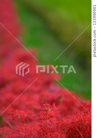 rice field and amaryllidaceae 133990901