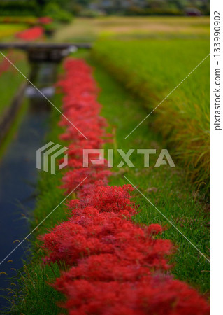 rice field and amaryllidaceae 133990902