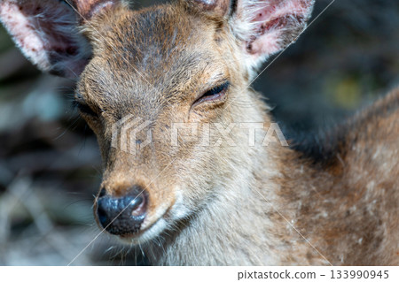 Smiling male Yakushima deer, World Natural Heritage Site (Spring) 133990945