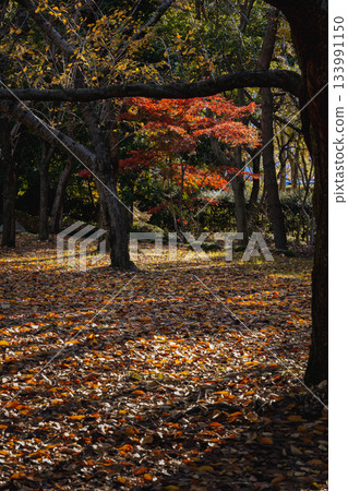 The contrast between deep shadows and vibrant red 133991150