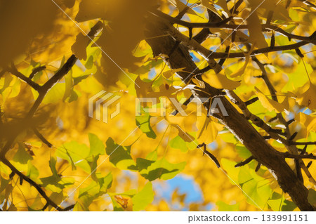 Looking up at the ginkgo trees, the warm sunlight filtering through the trees colors the sky Looking up at the ginkgo trees, the warm sunlight filtering through the trees colors the sky 133991151