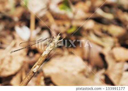 A female damselfly after hibernation 133991177