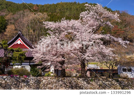 山梨縣長安寺的櫻花 133991296