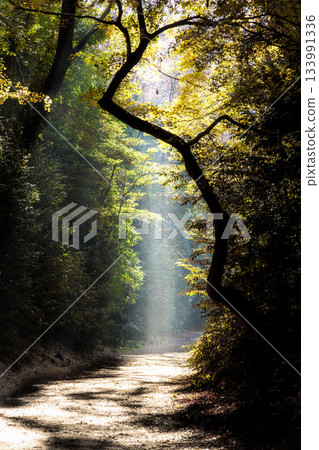 五彩斑斕的秋葉將周圍的景色裝飾得絢麗多彩。 133991336