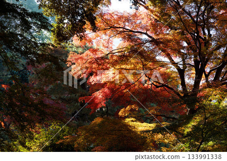五彩斑斕的秋葉將周圍的景色裝飾得絢麗多彩。 133991338