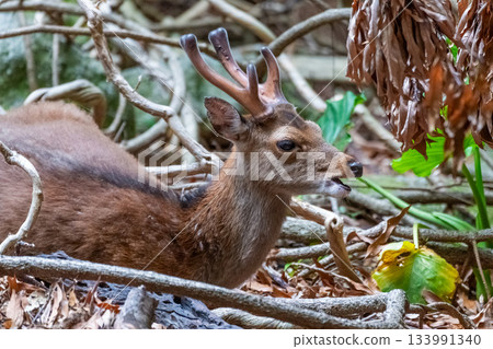 A male Yakushima deer relaxing on the World Natural Heritage site of Yakushima (spring) 133991340