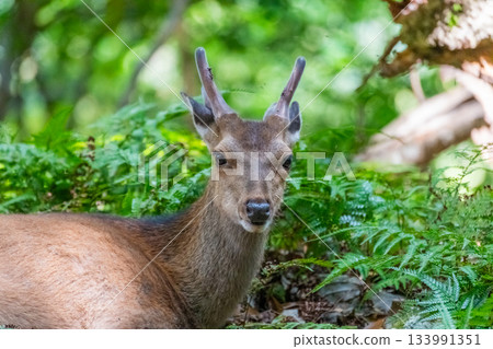 A male Yakushima deer relaxing on the World Natural Heritage site of Yakushima (spring) A male Yakushima deer relaxing on the World Natural Heritage site of Yakushima (spring) 133991351