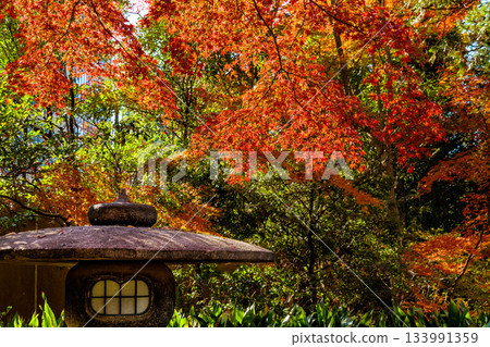 五彩斑斕的秋葉將周圍的景色裝飾得絢麗多彩。 133991359