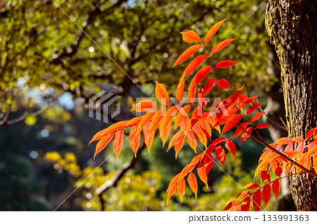 五彩斑斕的秋葉將周圍的景色裝飾得絢麗多彩。 133991363