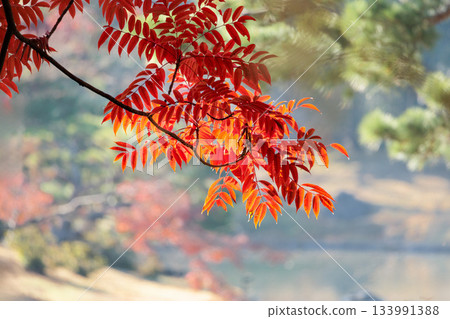 五彩斑斕的秋葉將周圍的景色裝飾得絢麗多彩。 133991388