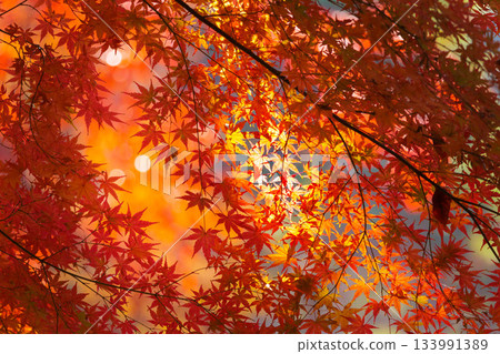 Colorful autumn leaves paint the surrounding area in vibrant colors 133991389
