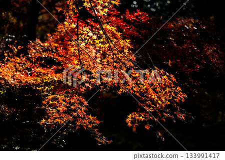 Colorful autumn leaves paint the surrounding area in vibrant colors Colorful autumn leaves paint the surrounding area in vibrant colors 133991417