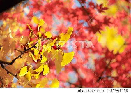 五彩斑斕的秋葉將周圍的景色裝飾得絢麗多彩。 133991418