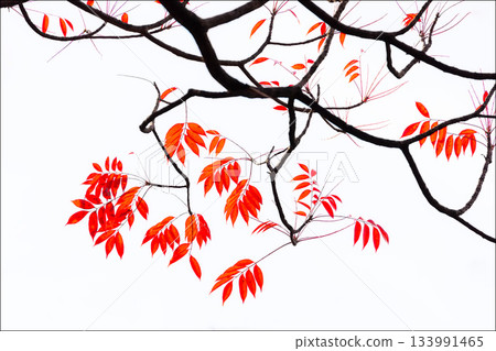 五彩斑斕的秋葉將周圍的景色裝飾得絢麗多彩。 133991465