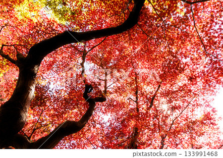 五彩斑斕的秋葉將周圍的景色裝飾得絢麗多彩。 133991468