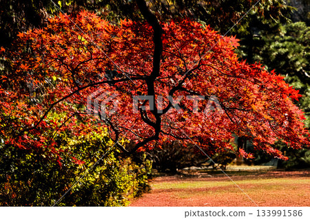 Colorful autumn leaves paint the surrounding area in vibrant colors Colorful autumn leaves paint the surrounding area in vibrant colors 133991586