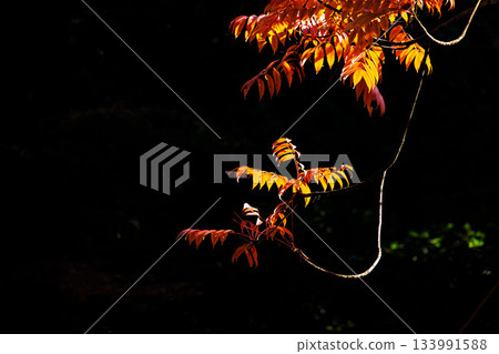 五彩斑斕的秋葉將周圍的景色裝飾得絢麗多彩。 五彩斑斕的秋葉將周圍的景色裝飾得絢麗多彩。 133991588