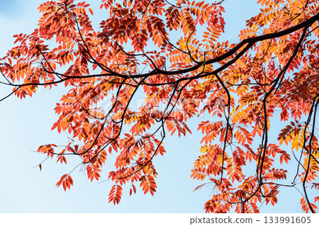 五彩斑斕的秋葉將周圍的景色裝飾得絢麗多彩。 133991605