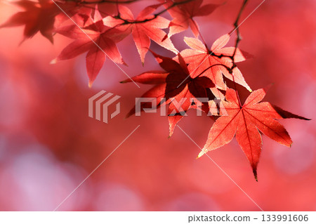 五彩斑斕的秋葉將周圍的景色裝飾得絢麗多彩。 133991606