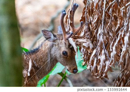 Male Yakushima deer itching World Natural Heritage Yakushima (Spring) Male Yakushima deer itching World Natural Heritage Yakushima (Spring) 133991644