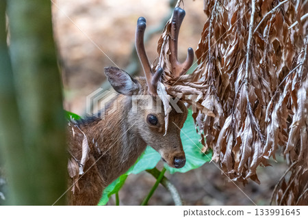 Male Yakushima deer itching World Natural Heritage Yakushima (Spring) Male Yakushima deer itching World Natural Heritage Yakushima (Spring) 133991645