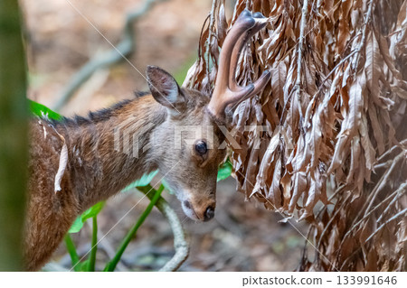 Male Yakushima deer itching World Natural Heritage Yakushima (Spring) 133991646