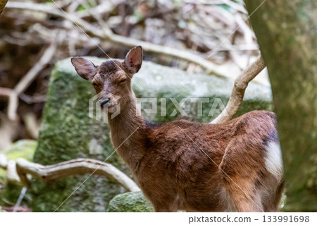 一隻雌性屋久島鹿在屋久島世界自然遺產地休息(春季) 一隻雌性屋久島鹿在屋久島世界自然遺產地休息(春季) 133991698