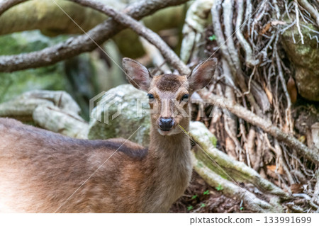 一隻雌性屋久島鹿在屋久島世界自然遺產地休息（春季） 133991699
