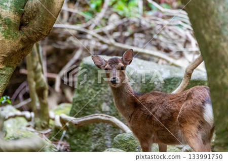 雌性屋久島鹿，警覺，世界自然遺產，春天 133991750