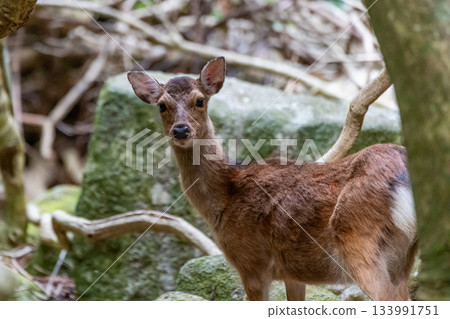 雌性屋久島鹿，警覺，世界自然遺產，春天 133991751